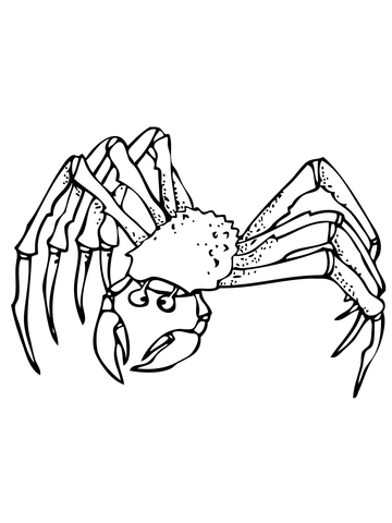 Ghost Crab Coloring Page